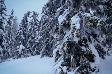 Fototapeta na wymiar Bavckountry skiing in jeseniky mountains, alone in the mist and falling snow