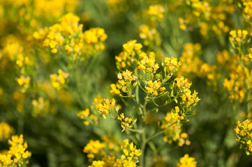 yellow flowers -background with the flowers