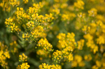 yellow flowers -background with the flowers