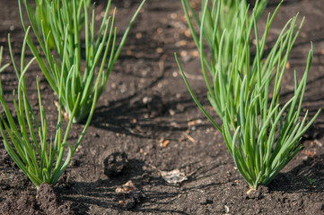 The bed of onions ordinary bulb. Slebli leaves and spicy vegetable crops of onions.