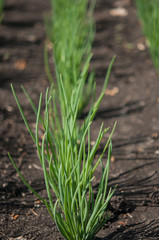 The bed of onions ordinary bulb. Slebli leaves and spicy vegetable crops of onions.