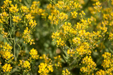 yellow flowers -background with the flowers