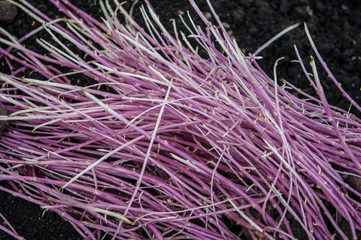 germinating potatoes on the ground