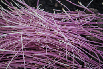 germinating potatoes on the ground