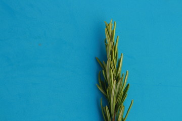 pretty branch of rosemary in colorful background