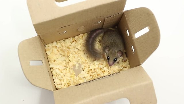 adorable African Pygmy dormouse in the paper box and ready to see the world