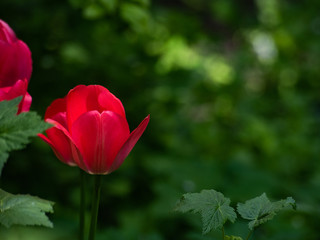 Bright red tulips is close