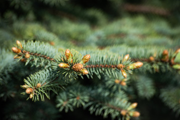 Naklejka na ściany i meble Warm background with young cones spruce on the branches