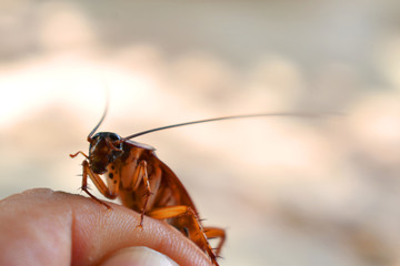 mosquito sucking blood extreme close up