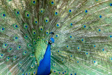Obraz premium Amazing peacock during his exhibition
