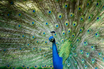 Fototapeta premium Amazing peacock during his exhibition