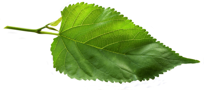  Mulberry leaves, white background