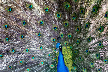 Obraz premium Amazing peacock during his exhibition