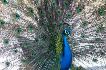 Fototapeta premium Amazing peacock during his exhibition