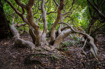Twisted and gnarled branches