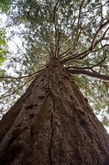 Naklejka premium Giant Redwood Tree, Looking Up