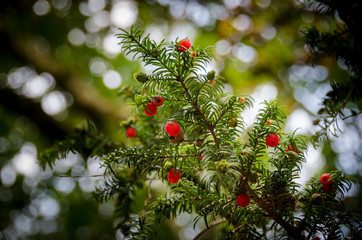 Red Yew Berries