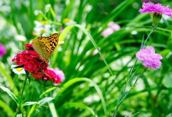  orange butterfly sitting on a bright pink flower in the garden