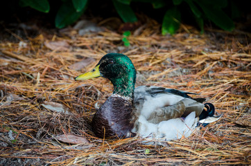 A Mallard Duck