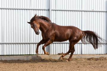 Chestnut horse running in paddock on the sand background