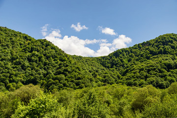 Obraz premium Mountain slope covered with dense green vegetation