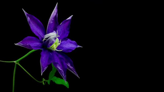 Timelapse of a blue clematis flower opening and closing on black background 