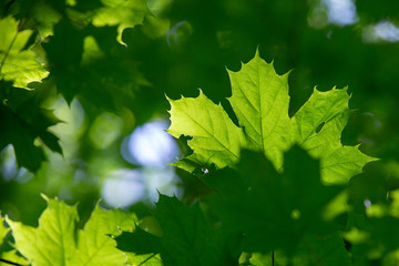 Bright green maple leaves in the sunlight. Contrast dark background. Sunny bright day. Park, bokeh.