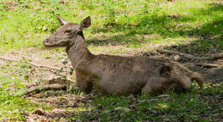 Liegende Hirschkuh