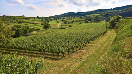 Fototapeta na wymiar wine; Vineyard at Kaiserstuhl / Rhine rift valley (Vitis vinifera)