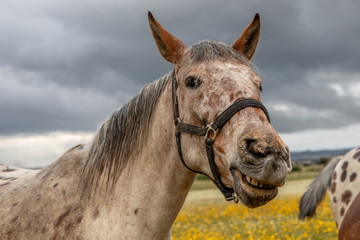 Close up portrait of a free horse