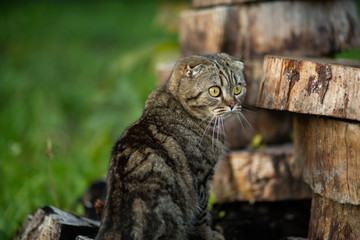 Fold cat walks in the street