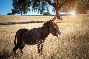 Beautiful brown donkey