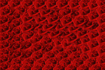 red rose background.