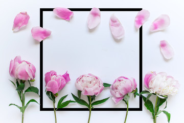 Obraz premium Pink peony flowers, petals and large square black border frame with copy blank space on white background.