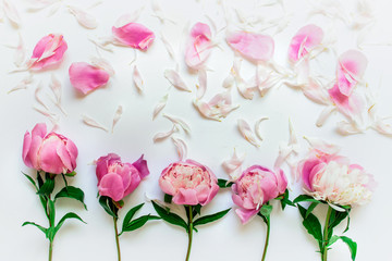 Fototapeta premium Five romantic delicate peony flowers with pink separate petals on white background.