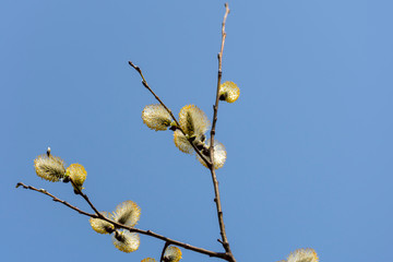 Blooming sallow twig, picture from Northern Sweden.