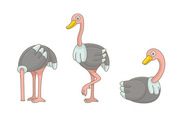 Set of Ostrichs. isolated on white background