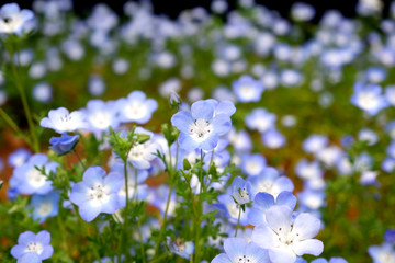 ์Nemophila flowers in spring