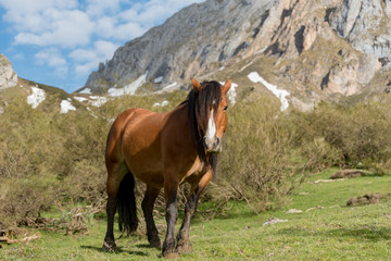 Fototapeta na wymiar Wild Horeses in the National Park of Picos de Europa, Cantabria, Spain.