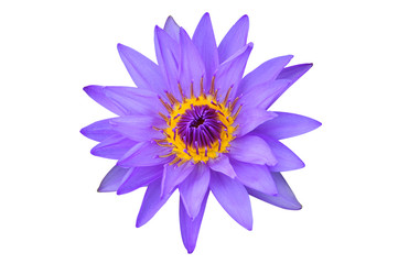 Purple lotus