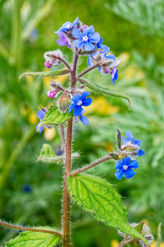 Vibrant blue flowers of the Green Arkanet plant. with hairy stem and leaves, growing in the spring sunshine.