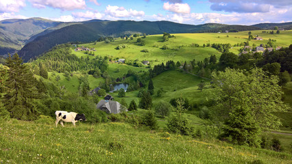green Meadows and a cow with panorama view over the black forest in Germany; (Schwarzwald...