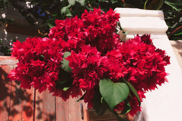 Bright red flowers hanging above the peeled old door in the old town in Crete.