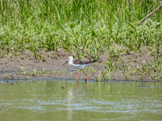 young Heron on the hunt