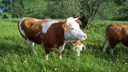 Fototapeta na wymiar Cows / Beefs on a green pasture in the black forest Germany (Schwarzwald in Deutschland)