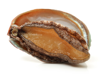 Raw abalones on the white background 