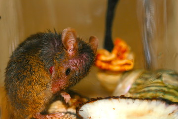 rat
