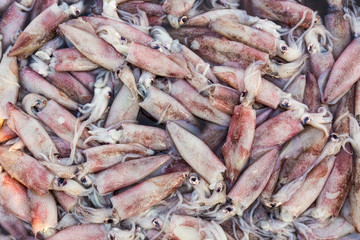 Fresh squid on the seafood market