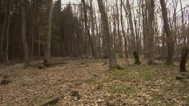 Landscape of Hoia Baciu forest in Romania. Location famous for mysterious happenings and UFO sightings said to be haunted. PAN LEFT.