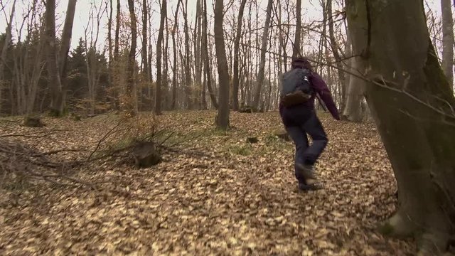 Woman in purple jacket with backpack hiking through Hoia Baciu forest in Romania in winter. Lady hiking alone walking uphill.